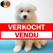 Samojeed 31-05-26 M(BE1441) 29-07-26 verkocht - vendu.jpg