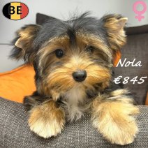 Yorkshire Terrier Nola 10-03-26 F(BE6420) 04-08-26.jpg