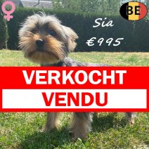 Yorkshire Terrier Sia 24-01-26 F(BE5977) 03-08-26 verkocht - vendu.jpg