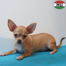 X Chihuahua 12-04-26 M(HU6046) 05-08-26.jpg