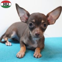 X Chihuahua 12-04-26 M(HU6047) 05-08-26.jpg