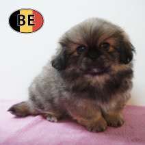 Pekingees 04-06-26 F (BE4381) 05-08-26.JPG