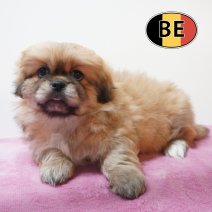 Pekingees 04-06-26 F (BE5121) 05-08-26.JPG