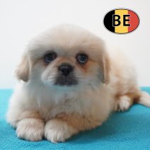 Pekingees 04-06-26 M (BE1869) 05-08-26.JPG