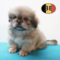 Pekingees 04-06-26 M (BE3538) 05-08-26.JPG