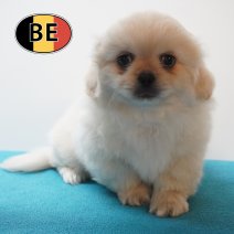 Pekingees 04-06-26 M (BE3702) 05-08-26.JPG