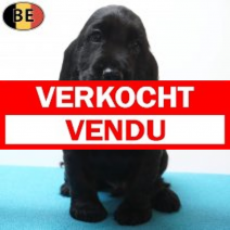 Engelse Cocker 09-06-26 M(BE2111) 05-08-26.verkocht-vendu