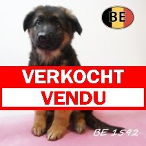 Duitse herder 19-05-26 F(BE1592) 25-07-26 verkocht - vendu.jpg
