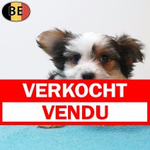 X Biewer Yorkshire 23-05-26 M(BE0975) 22-07-26 verkocht - vendu.jpg