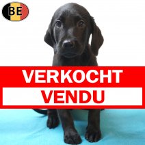 Labrador 25-05-26 M(BE2319) 29-07-26 verkocht - vendu.jpg