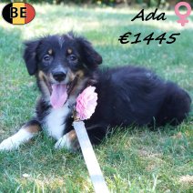 Miniature American Shepherd Ada 09-03-26 F(BE4201) 12-07-26.jpg