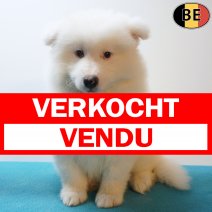 Samojeed 31-05-26 M(BE1475) 29-07-26 verkocht - vendu.jpg