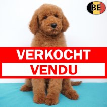 Koningspoedel 06-04-26 M(BE6215) 12-06-26 verkocht - vendu.jpg