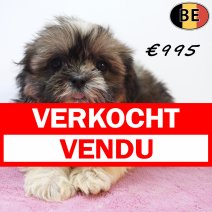 Shih Tzu X Lhasa Apso 18-05-26 F(BE7216) 27-07-26 verkocht - vendu.jpg