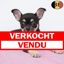 Chihuahua 10-05-26 F(BE7313) 27-07-26 verkocht - vendu.jpg