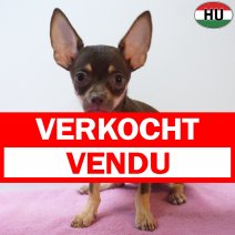 X Chihuahua 12-04-26 F(HU6045) 05-08-26 verkocht - vendu.jpg