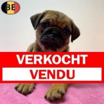 Mops 06-05-26 F(BE4187) 01-07-26 Verkocht - Vendu.jpg