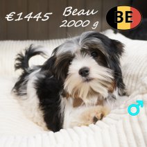 Biewer Yorkshire Beau 25-03-26 M(BE6653) 08-08-26.JPG