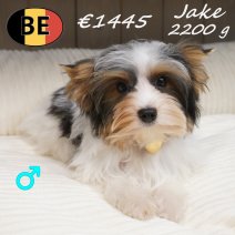 Biewer Yorkshire Jake 26-03-26 M(BE6617) 08-08-26.jpg