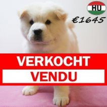 Chow Chow 13-04-26 F(HU6118) 29-07-26 Verkocht - Vendu.jpg