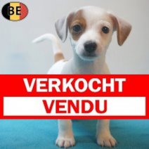 Jack Russell 01-06-26 M(BE7304) 27-07-26 Verkocht - Vendu.jpg
