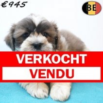 Shih Tzu X Lhasa Apso 18-05-26 M(BE7198) 27-07-26 Verkocht - Vendu.jpg