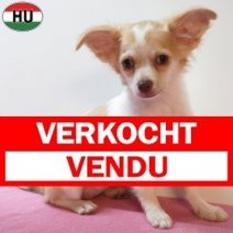 X Chihuahua 12-04-26 F(HU6043) 05-08-26 Verkocht - Vendu.jpg