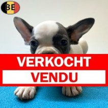 Franse Bulldog 02-05-26 M(BE6240) 06-07-26 Verkocht - Vendu.jpg