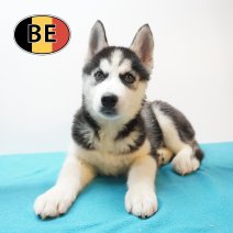 Siberische Husky 22-05-26 M(BE7201) 08-08-26.JPG