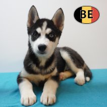 Siberische Husky 22-05-26 M(BE7212) 08-08-26.JPG