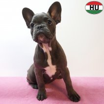 X Franse Bulldog 11-04-26 F(HU6055) 09-08-26.jpg