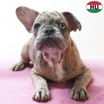 X Franse Bulldog 11-04-26 F(HU6053) 09-08-26.jpg