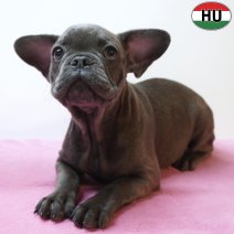 X Franse Bulldog 11-04-26 F(HU6054) 09-08-26.jpg