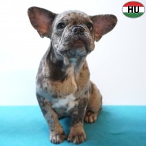 X Franse Bulldog 11-04-26 M(HU6050) 09-08-26.jpg