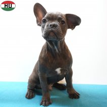 X Franse Bulldog 11-04-26 M(HU6051) 09-08-26.jpg