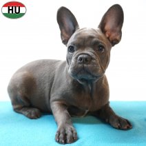 X Franse Bulldog 11-04-26 M(HU6052) 09-08-26.jpg