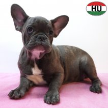 X Franse Bulldog 11-04-26 F(HU6056) 09-08-26.jpg