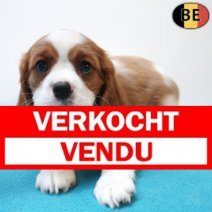 Cavalier King Charles 30-05-26 M(BE2544) 29-07-26 Verkocht - Vendu.jpg