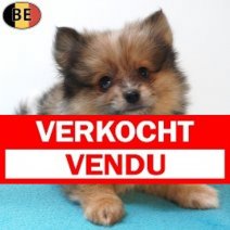 Keesje 29-05-26 M(BE3232) 29-07-26 Verkocht - Vendu.jpg