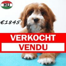 Cavapoo 13-04-26 M(HU6119) 29-07-26 Verkocht - Vendu.jpg