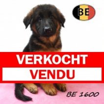 Duitse herder 19-05-26 F(BE1600) 25-07-26 Verkocht - Vendu.jpg