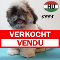 Shih Tzu 02-02-2026 M (HU6783) 29-05-26 Verkocht - Vendu.jpg