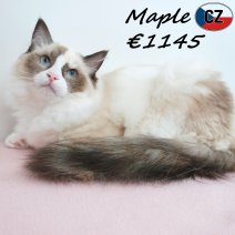 Ragdoll Maple 01-02-26 F(CZ3376) 10-08-26.jpg