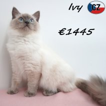 Ragdoll Ivy 07-02-26 F(CZ2111) 10-08-26.jpg