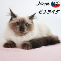 Ragdoll Java 16-02-26 F(CZ3374) 10-08-26.jpg