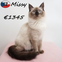 Ragdoll Missy 07-02-26 F(CZ2113) 10-08-26.jpg
