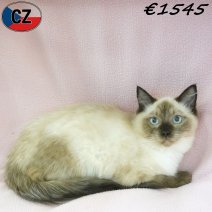 Ragdoll 01-02-26 F(CZ3375) 22-07-26.jpg