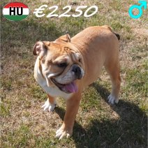 Engelse Bulldog 09-03-2026 M(HU6001) 10-08-26.jpg
