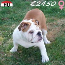 Engelse Bulldog 09-03-2026 F(HU7813) 10-08-26.jpg
