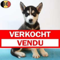 Siberische Husky 22-05-26 M(BE7209) 22-07-26 Verkocht - Vendu.jpg